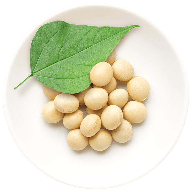 soy-bowl-rs