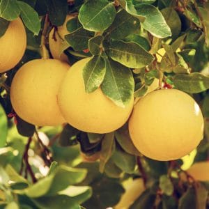 grapefruit