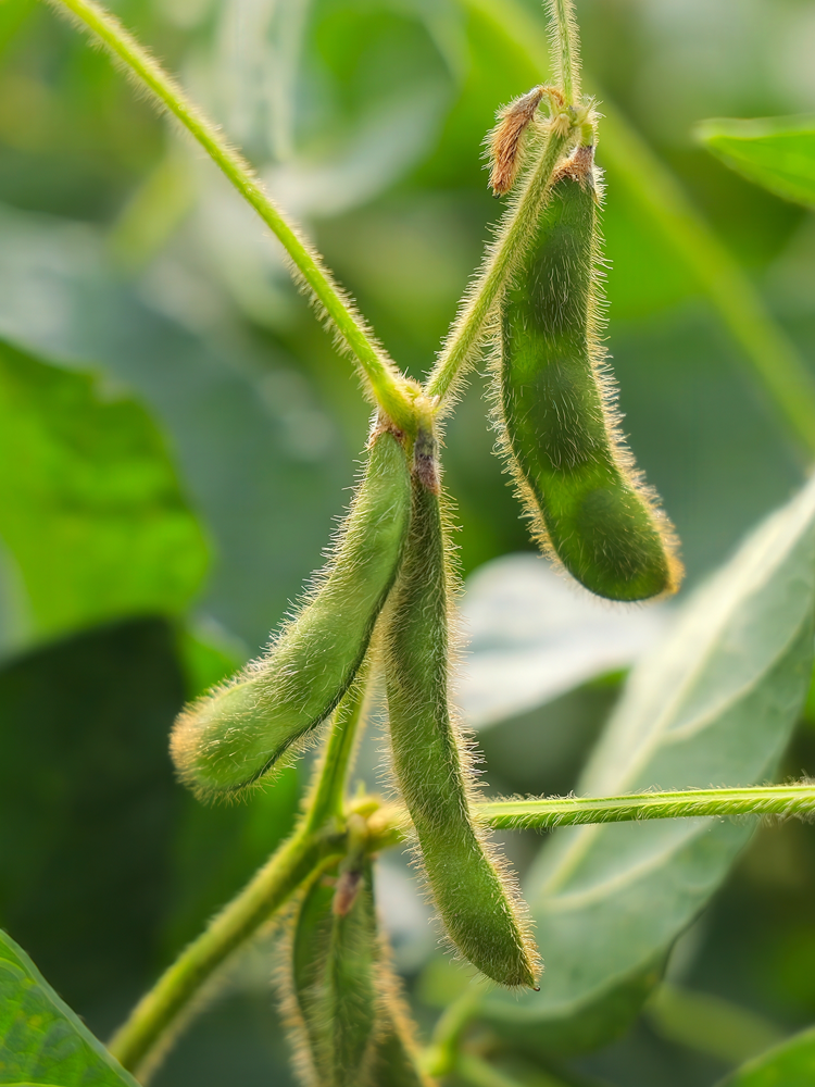 soy bean close up