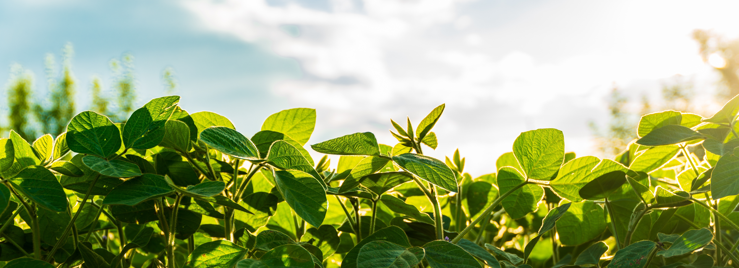 Soy wax sustainability