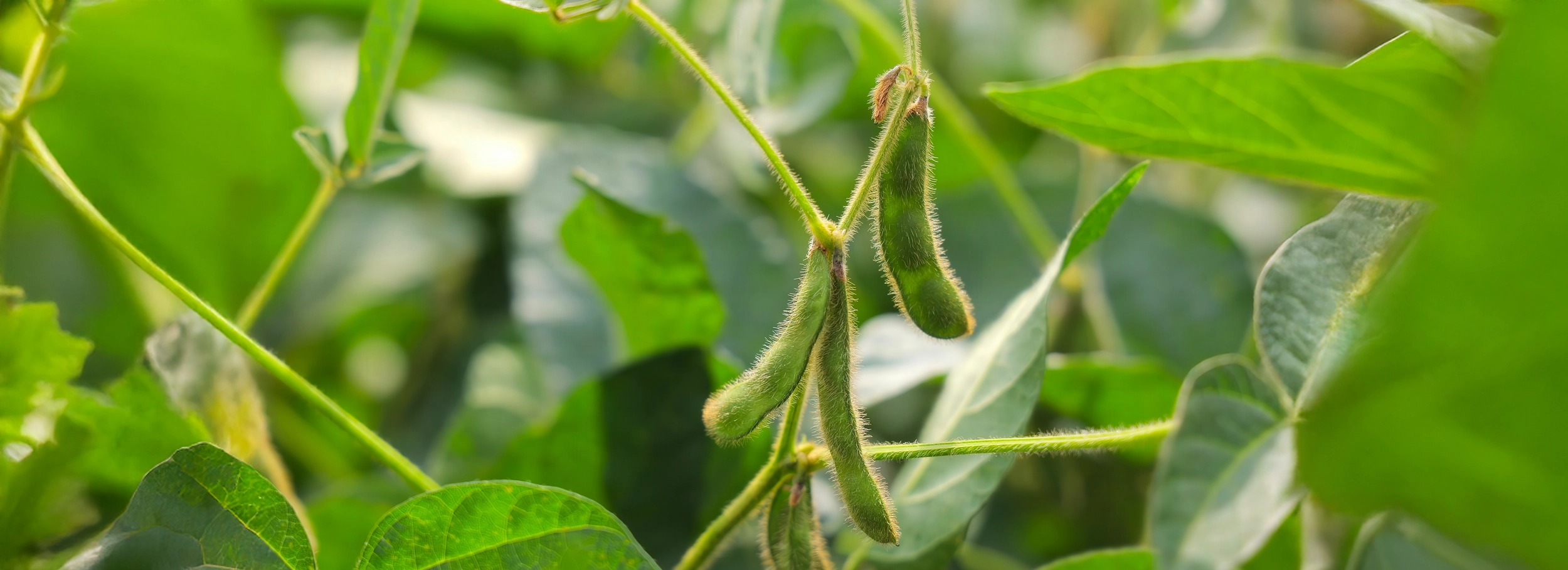 Sustainable home fragrance