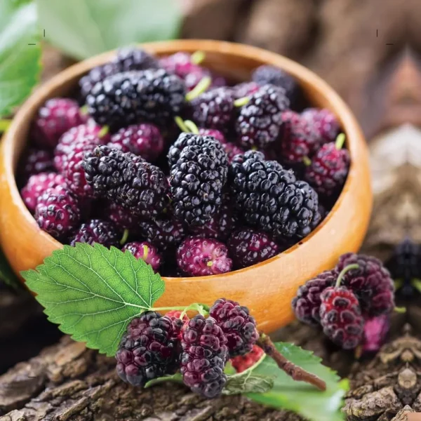 simply-mulberry-lid-OP-Medium-1024×1024.jpg simply-mulberry-lid-OP-Medium-1024x1024.jpg